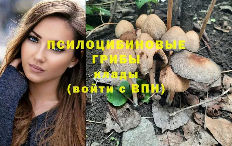 Галлюциногенные грибы Cubensis  OMG ссылки  Майкоп 